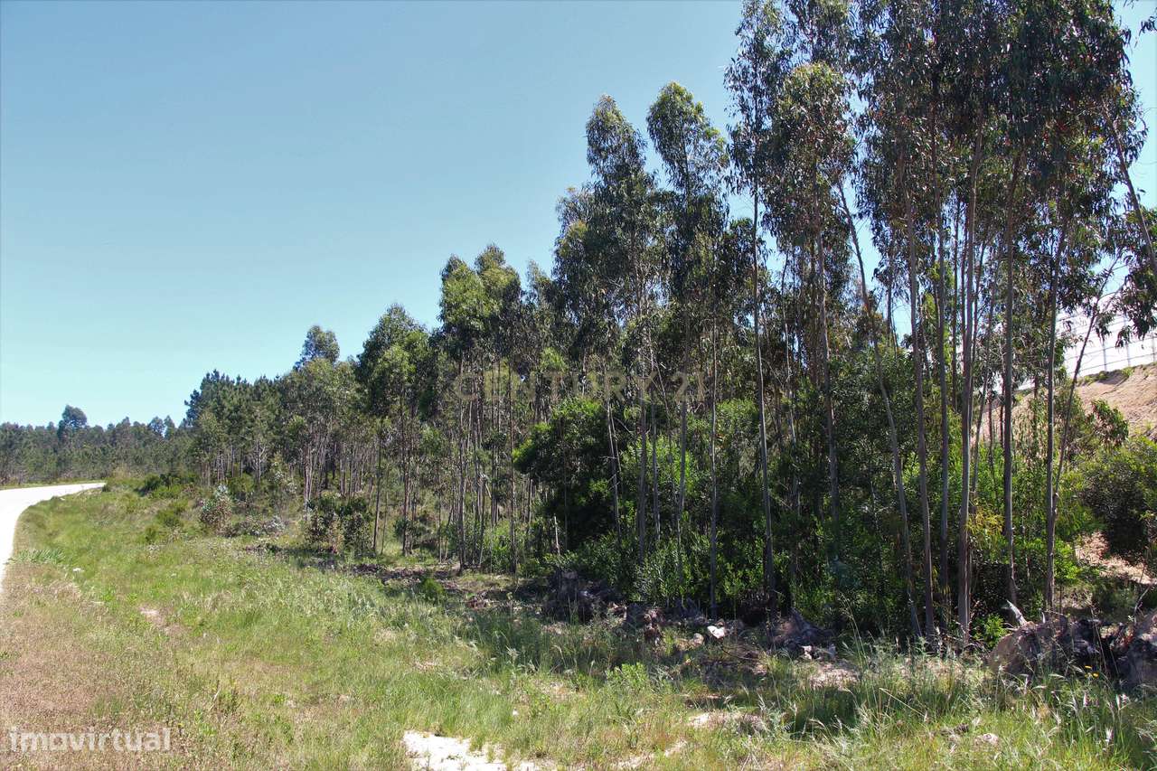 Terreno Rústico - Grande imagem: 3/5