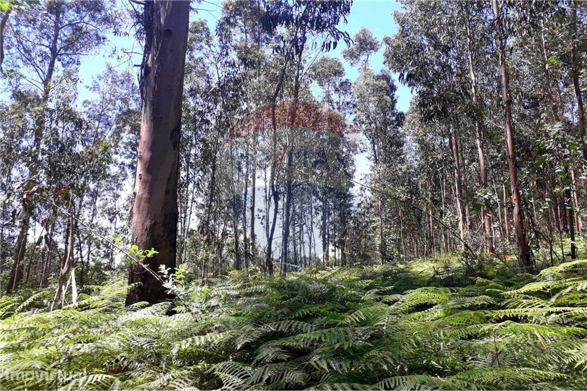 Terreno  para venda - Grande imagem: 5/5