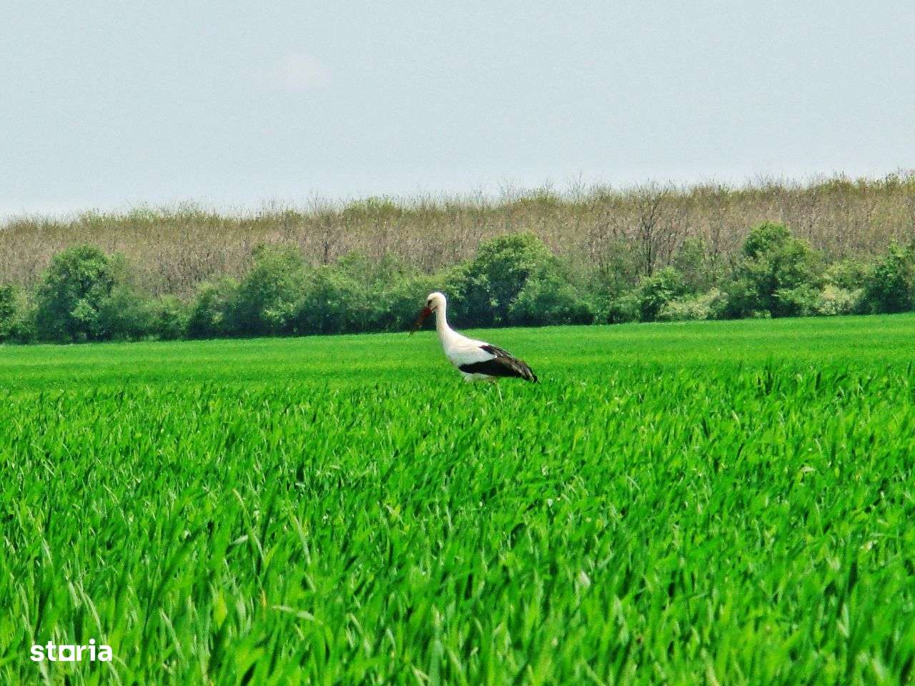 Ocazie investitie zona Frumușani, langa proiect in dezvoltare.-12