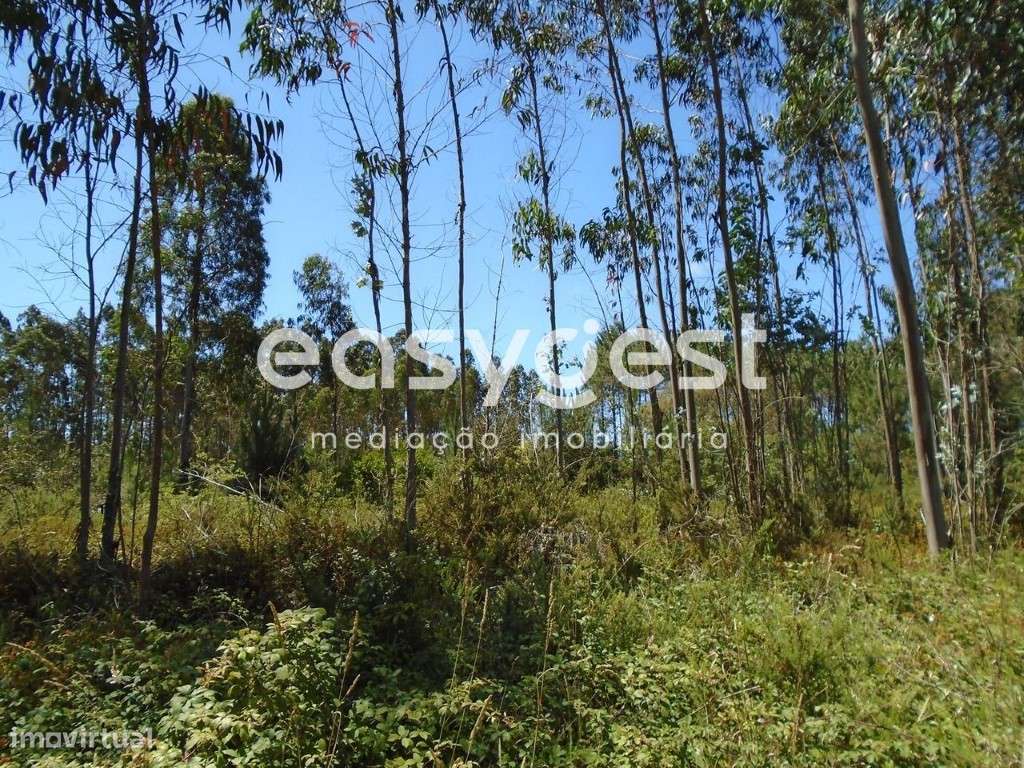 Terreno com 2630m2 a poucos Kms da Praia das Paredes da Vitória - Grande imagem: 5/15