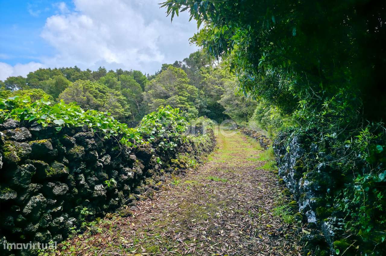 Terreno Agrícola na Zona da Mesquita em São Roque do Pico - Grande imagem: 5/21