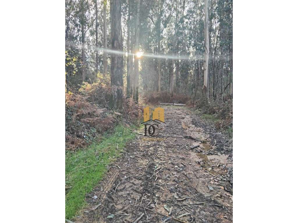 Terreno florestal em Rates-4