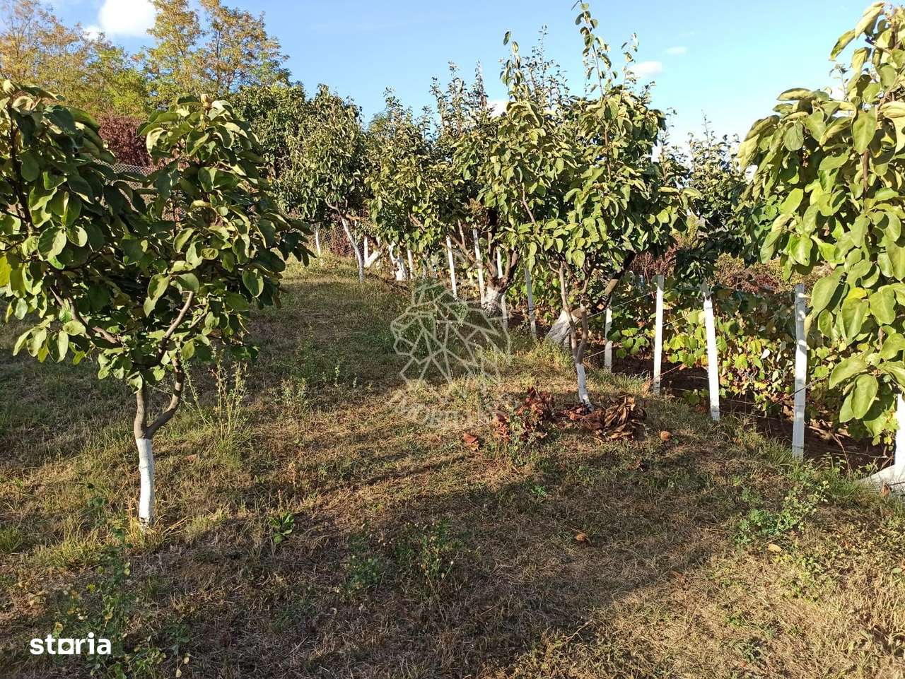 Teren intravilan 730 mp-livada-vedere panoramica-Valea Sigmirului - Imagine principală: 4/7