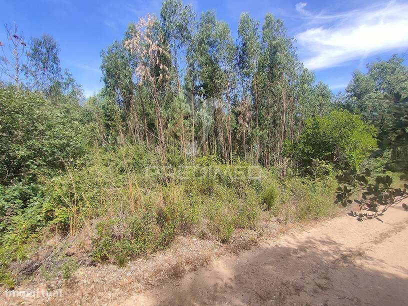 Terreno Rústico - Asseiceira, Tomar - Grande imagem: 4/8