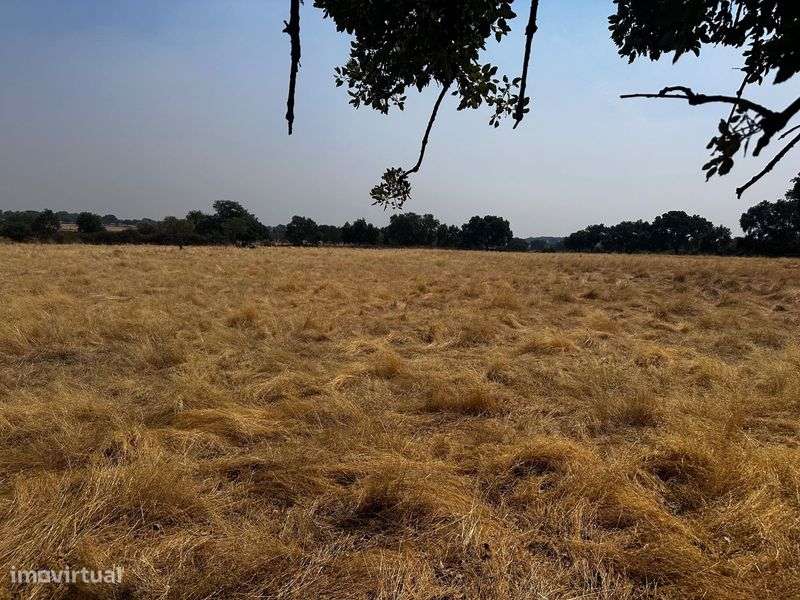 Terrenos Rústicos Zebreira com oliveiras e sobreiros - Grande imagem: 4/10