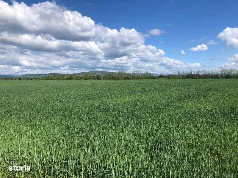 Teren arabil agricol Zamfira langa Ploiesti 7.300 mp cu 19.000,- Euro - Imagine principală: 5/6