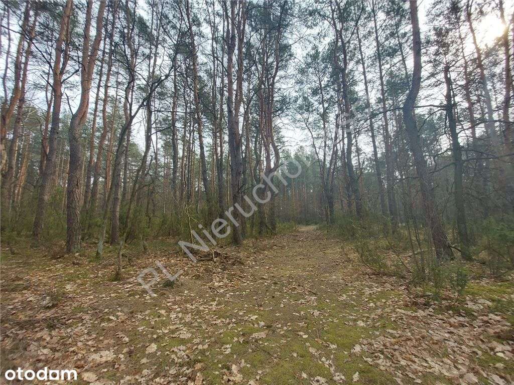Działka Leśna - Pełny obrazek: 5/10