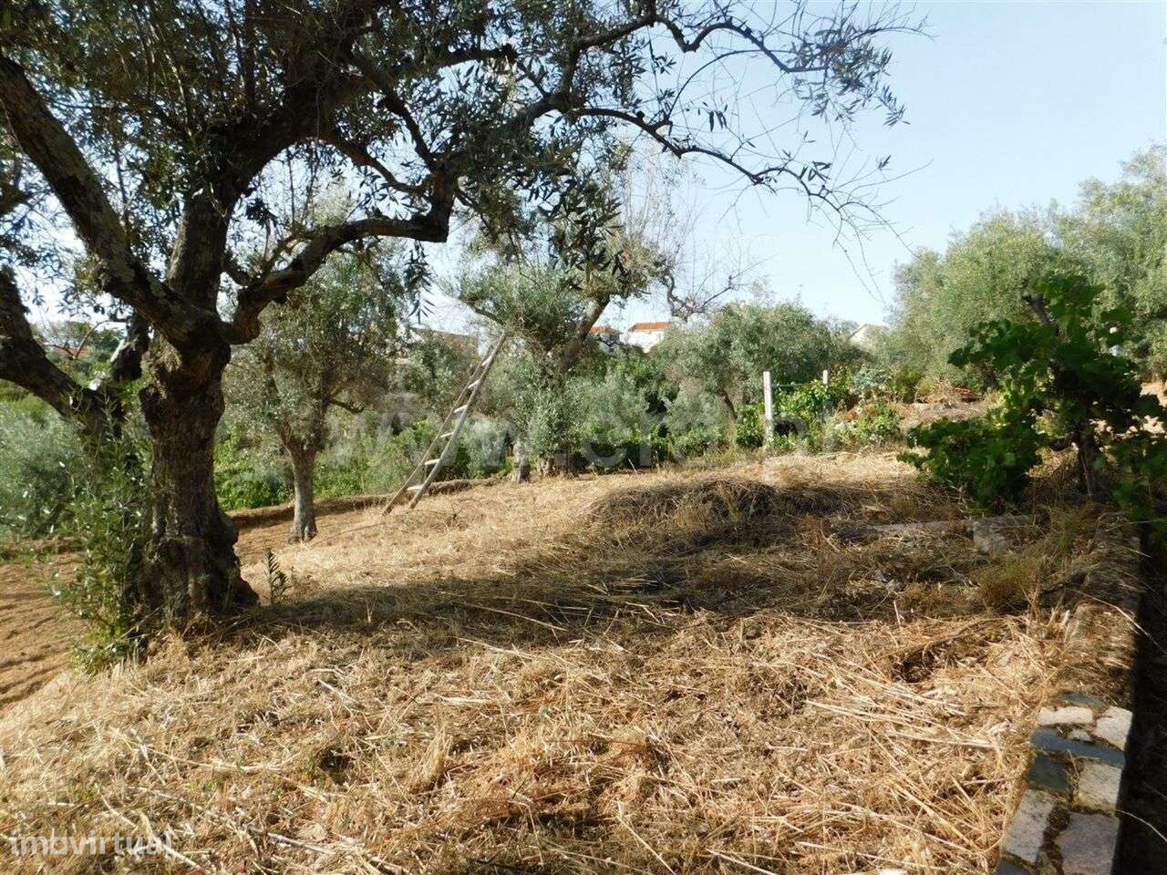 Quintinha / Fundão, Souto da Casa - Grande imagem: 5/20