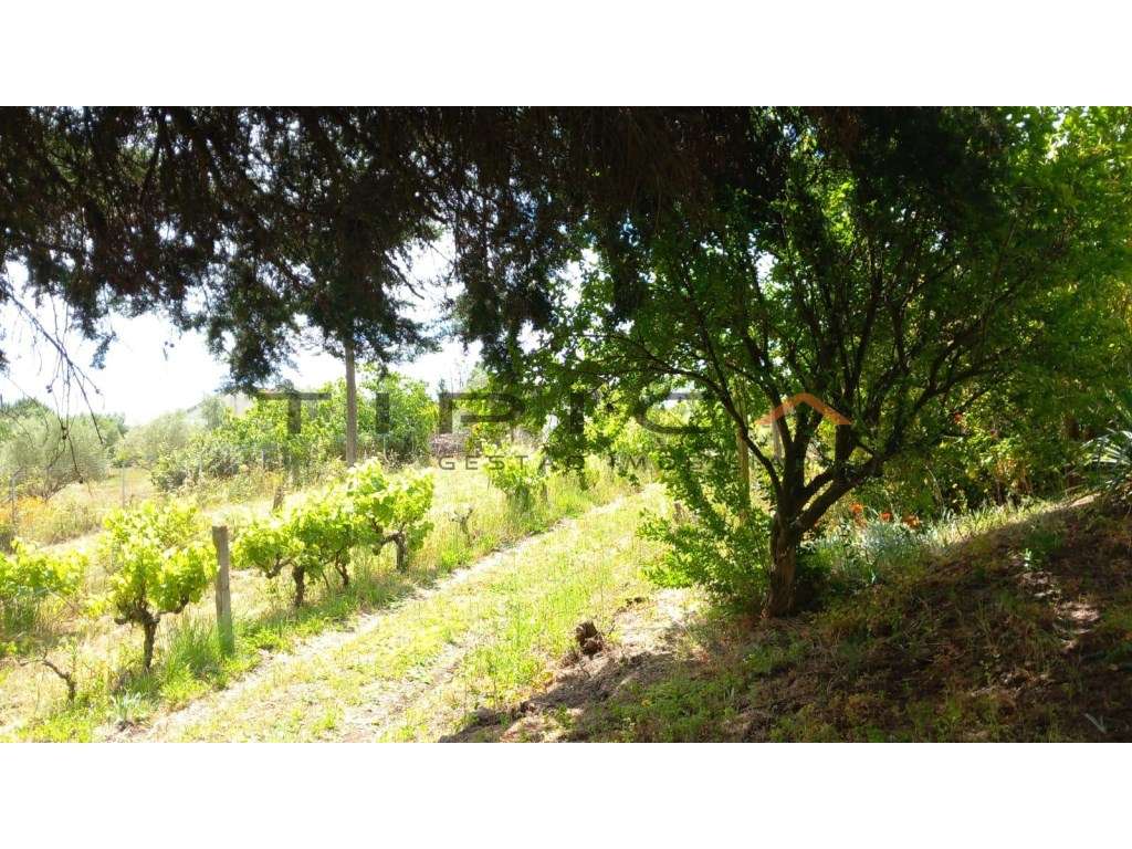 Quintinha com terreno agrícola de 2250 m2-2