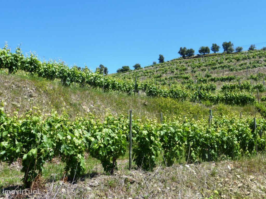 Quinta de Vinho do Porto e Doc. Portugal, Douro, Pinhão.