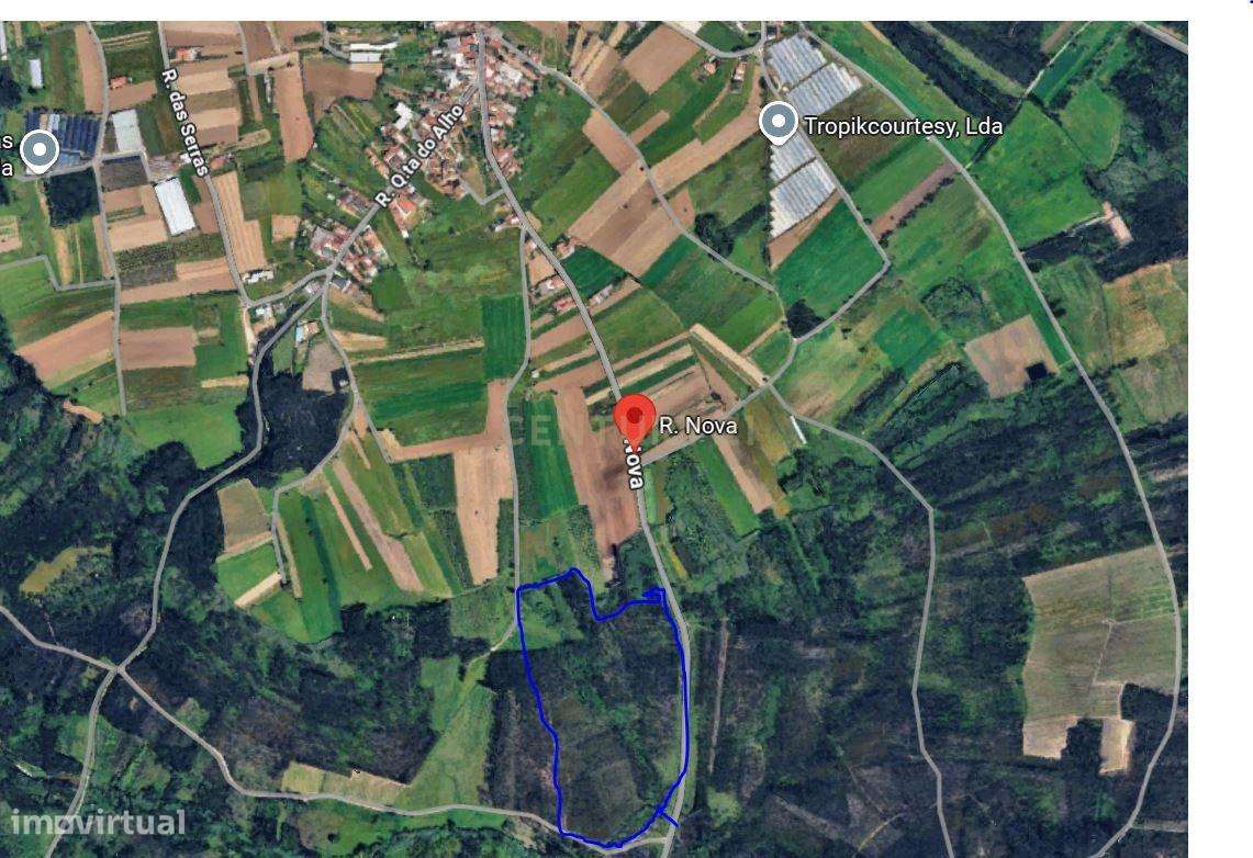Terreno Agro-Florestal com 30.855 m² – Quinta da Ponte, Ouca (Vagos)-2