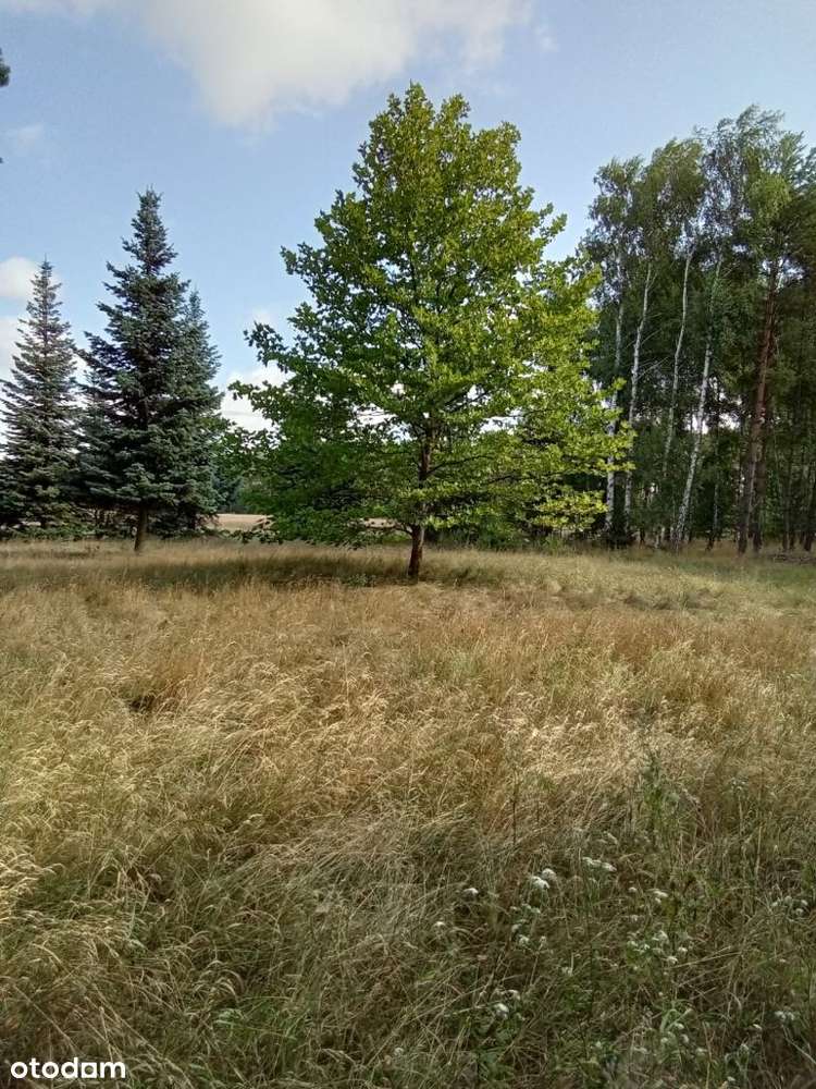 Urokliwa Działka w Powidzkim Parku Krajobrazowym - Pełny obrazek: 5/17