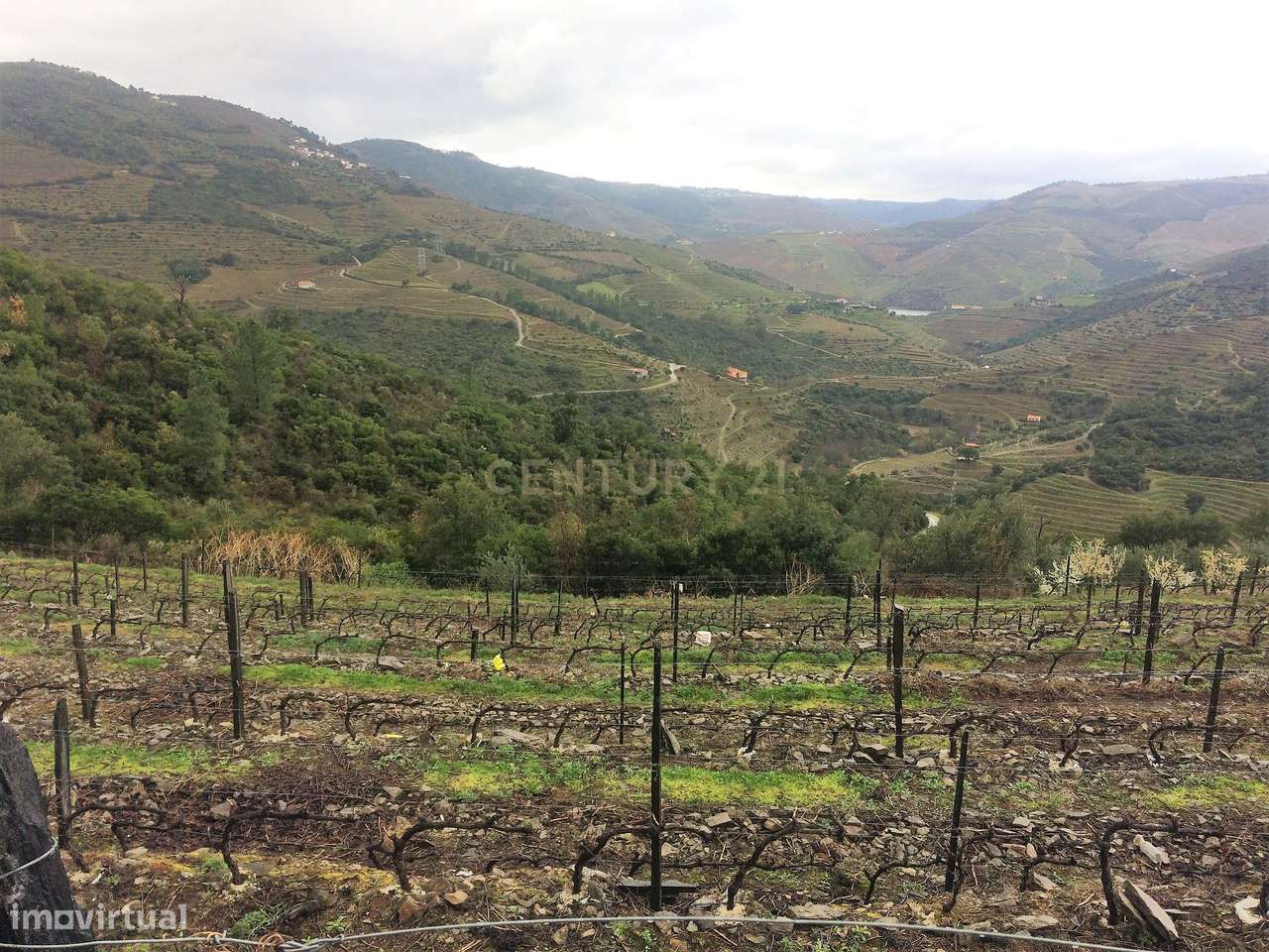 Propriedade no Vale do Douro com Vinhas Automatizadas. - Grande imagem: 5/9