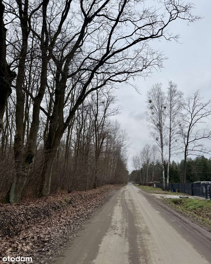 Szczęsne. Działka leśna z dużym potencjałem.-2