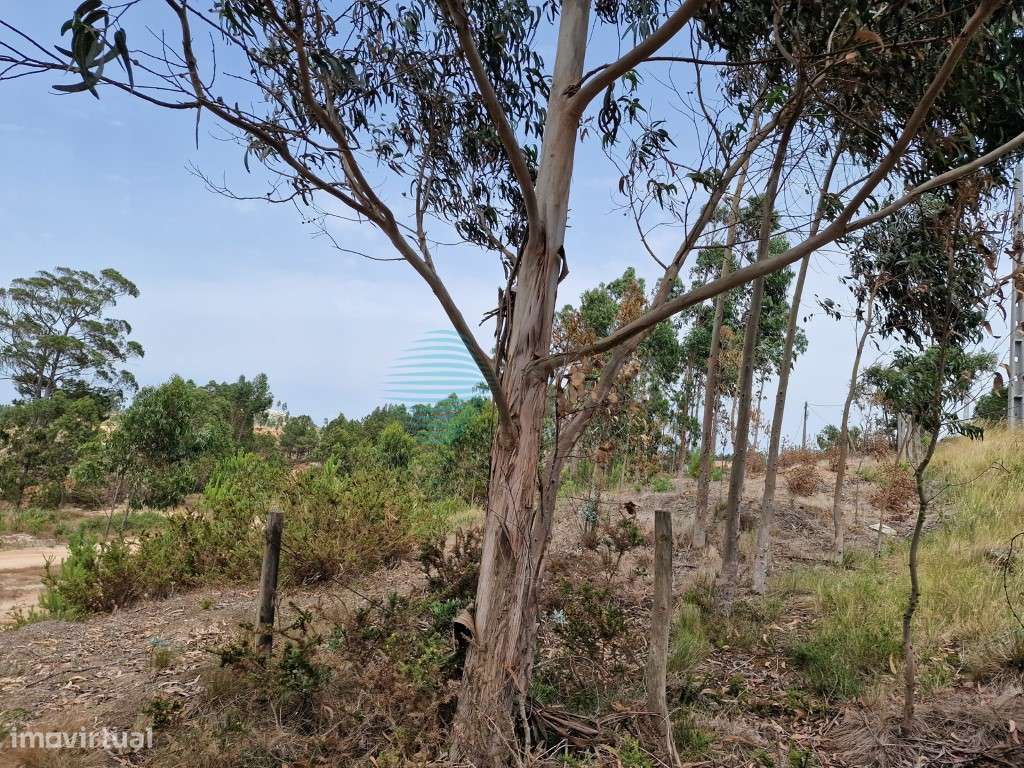 Terreno situado a nordeste de Torres Vedras - Grande imagem: 5/9