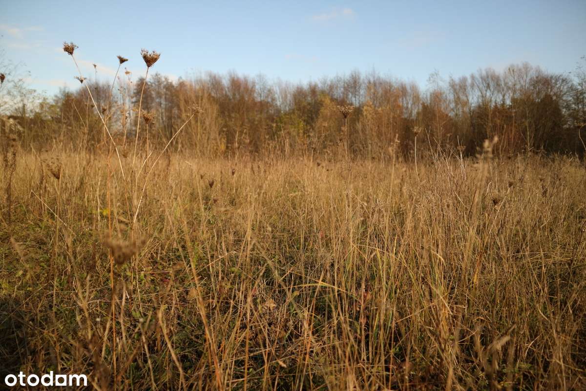 Czerwonak 1,5 ha działka siedliskowa - okazja-4