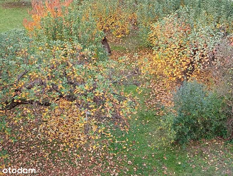 Połowa domu z dużą działką na Karłowicach-0