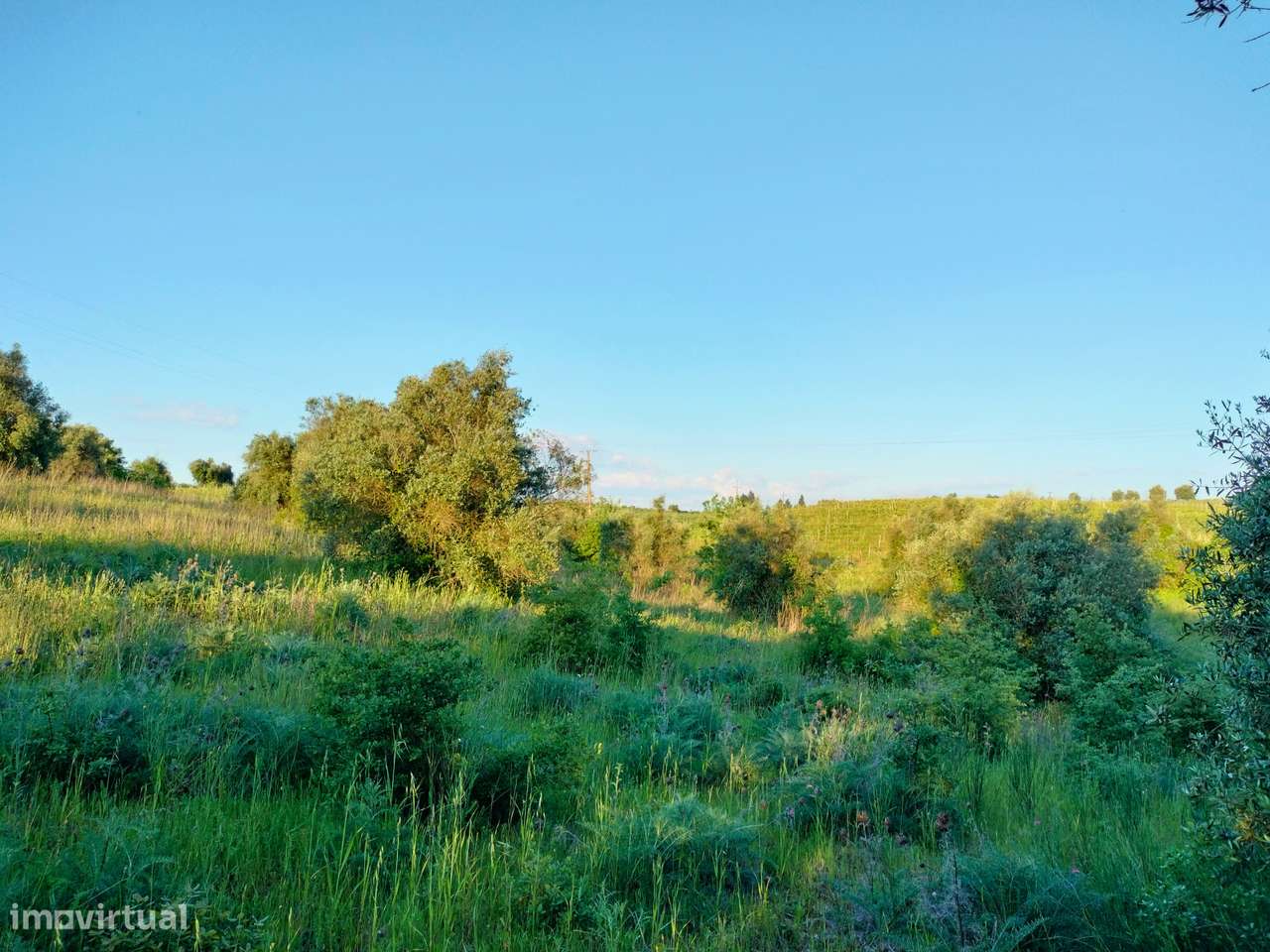Terreno Rústico Alcanhões - Grande imagem: 5/7