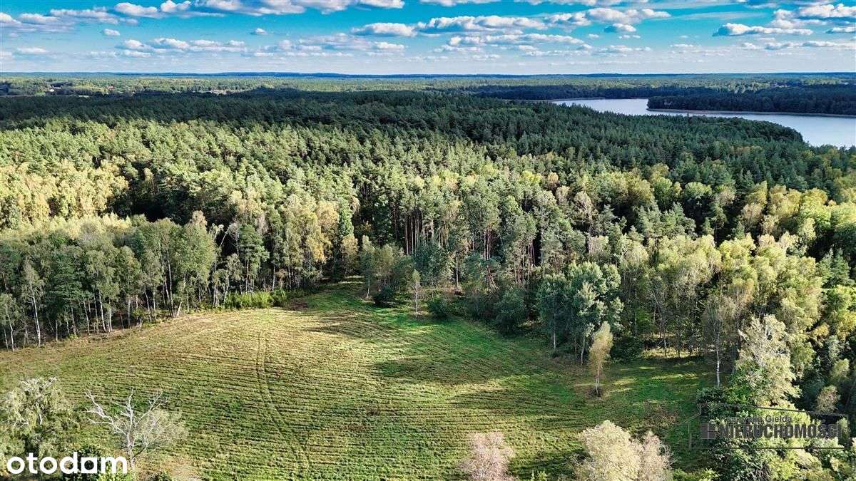 Pod Lasem Ok. 300 M Od Jeziora Pile - Dąbrowica --8