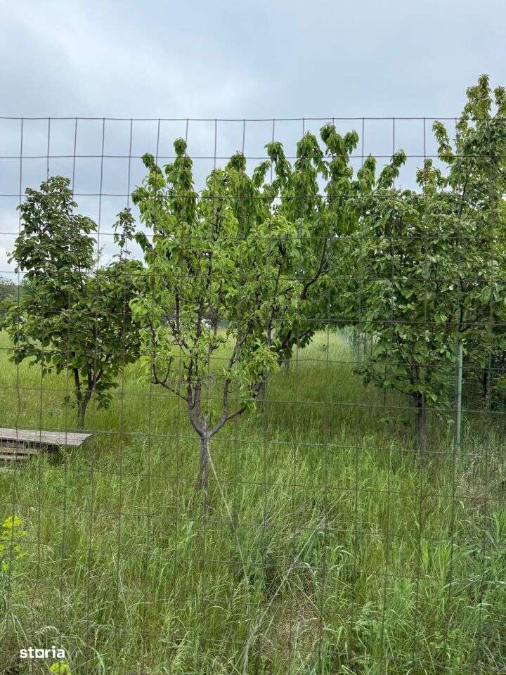 TEREN PENTRU CONSTRUCTIA CASEI, MIROSLAVA, VALEA URSULUI-3