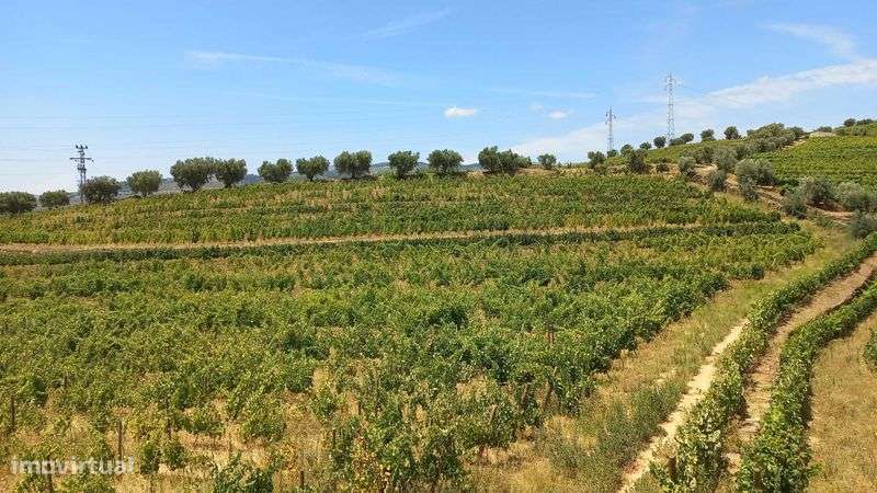 Quinta com vista para o Douro - Grande imagem: 5/6