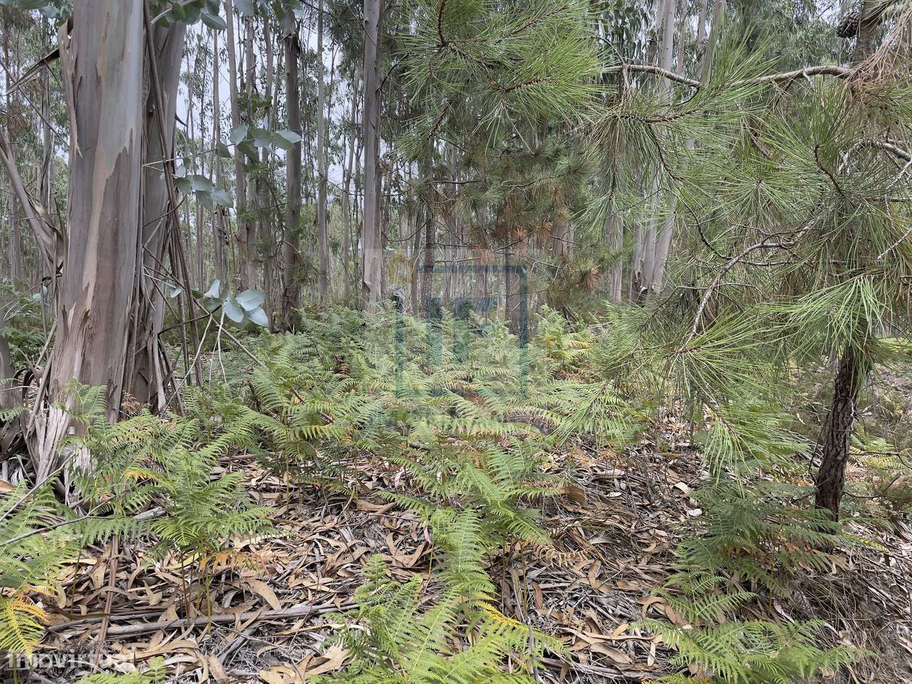 Terreno em Olho Marinho - Grande imagem: 3/4