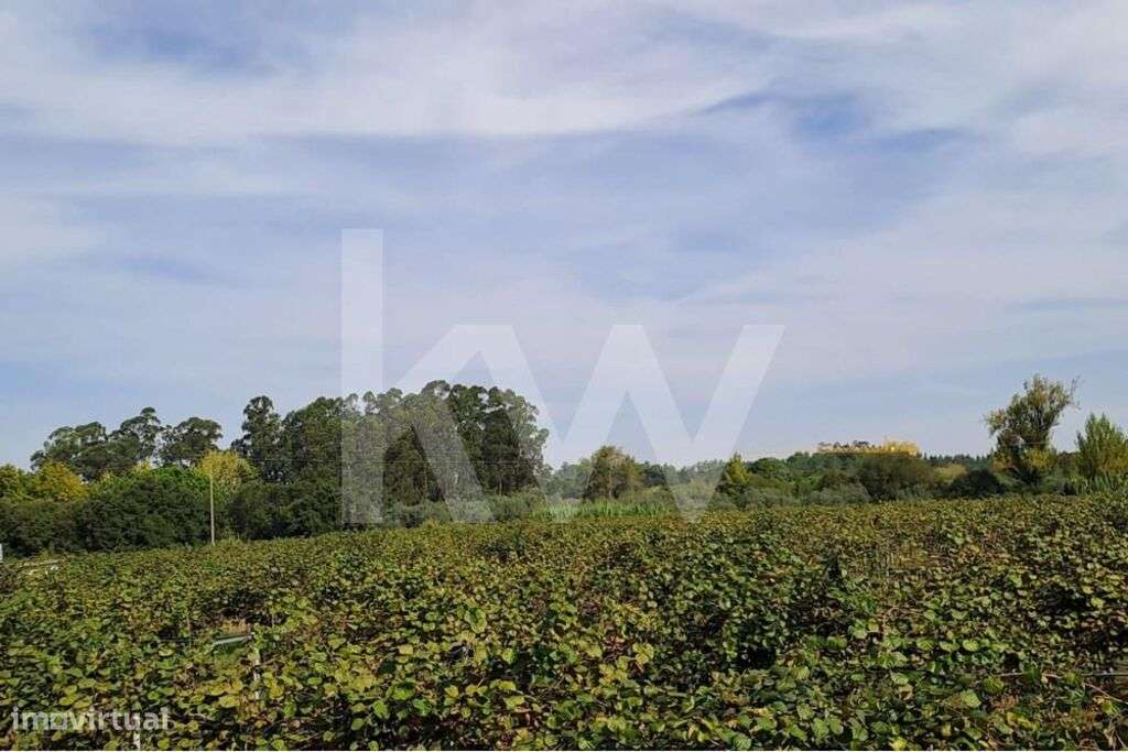 QUINTA DE 2,5 HA COM POMAR DE KIWIS, EM CANTANHEDE - Grande imagem: 5/26