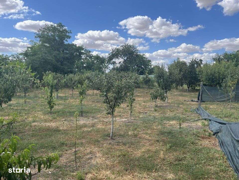 Sacele, Jud Constanta. Oportunitate! Casa la sol, 4 camere si dependin - Imagine principală: 4/12