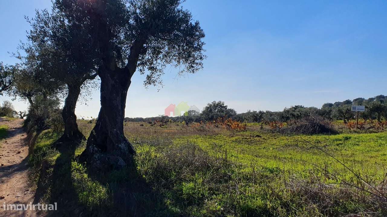 Olival com vinha centenária - Grande imagem: 2/29