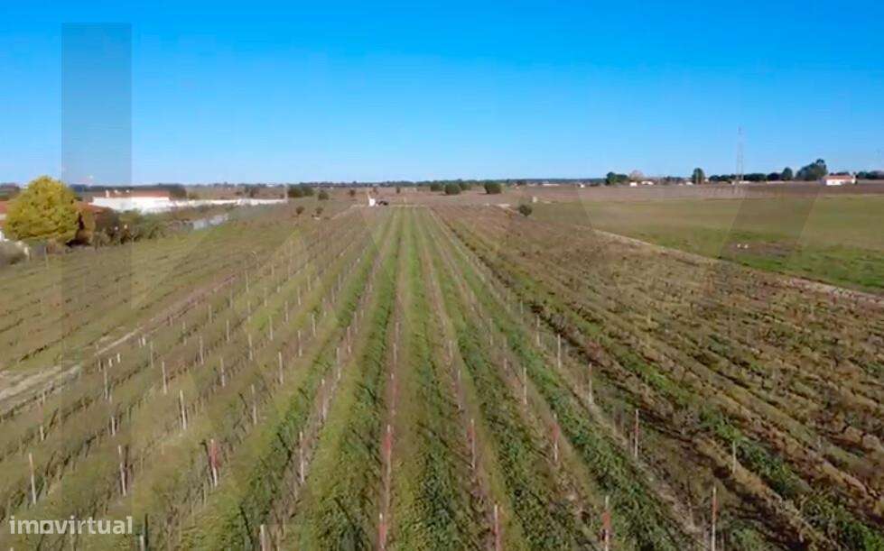 Terreno junto ao Campo de Golf do Montado - Grande imagem: 3/5