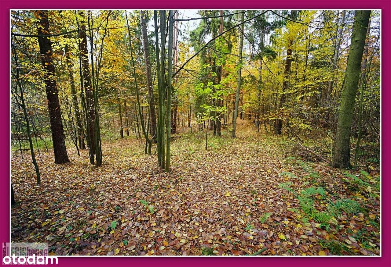 Las 2,2181 Ha*Różnowo*Bogaty Drzewostan*Uzbrojenie-10