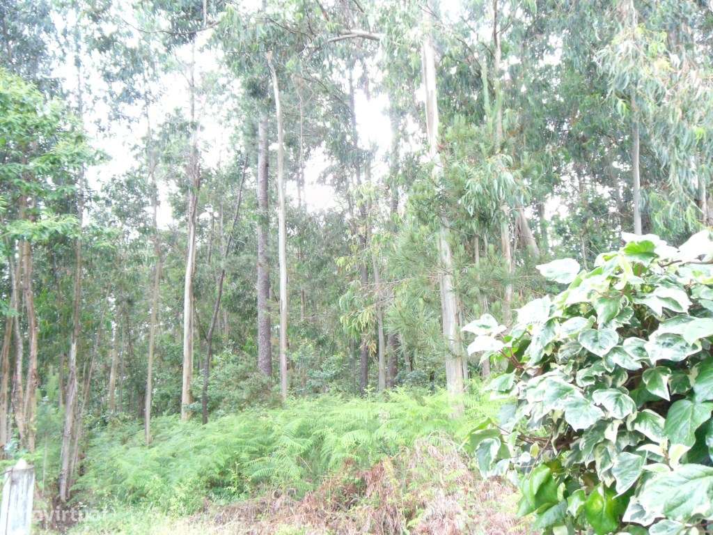 Bouça em Anais, Ponte de Lima. - Grande imagem: 3/3