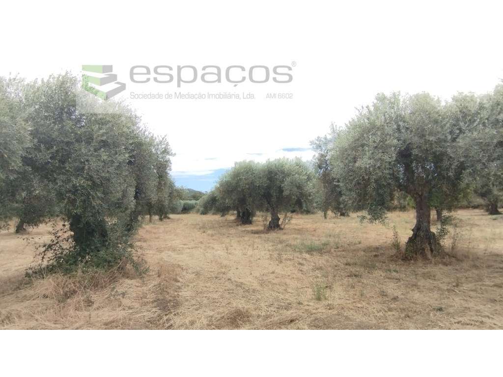 Terreno com olival - Grande imagem: 4/11