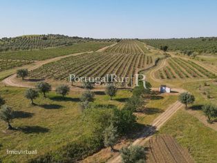 Herdade com Vinha - Adega e Olival - Avis - Grande imagem: 5/36