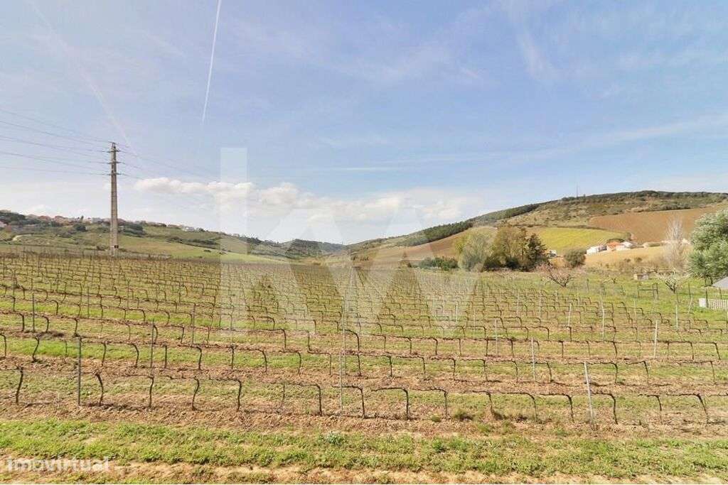 Quinta vinícola Casal do Repelão - Moradia T4 - Grande imagem: 4/8