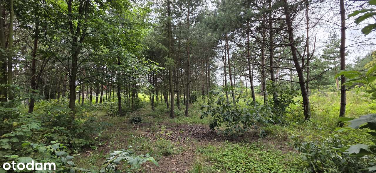 Ostatnie 2 Działki budowlane w otoczeniu lasu - Pełny obrazek: 5/13