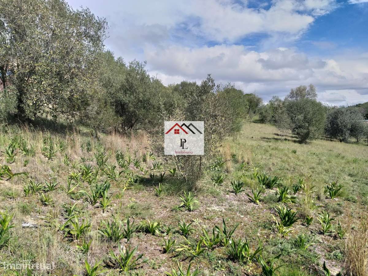 Terrenos para construção de Armazéns ou Unidade Fabril.-15