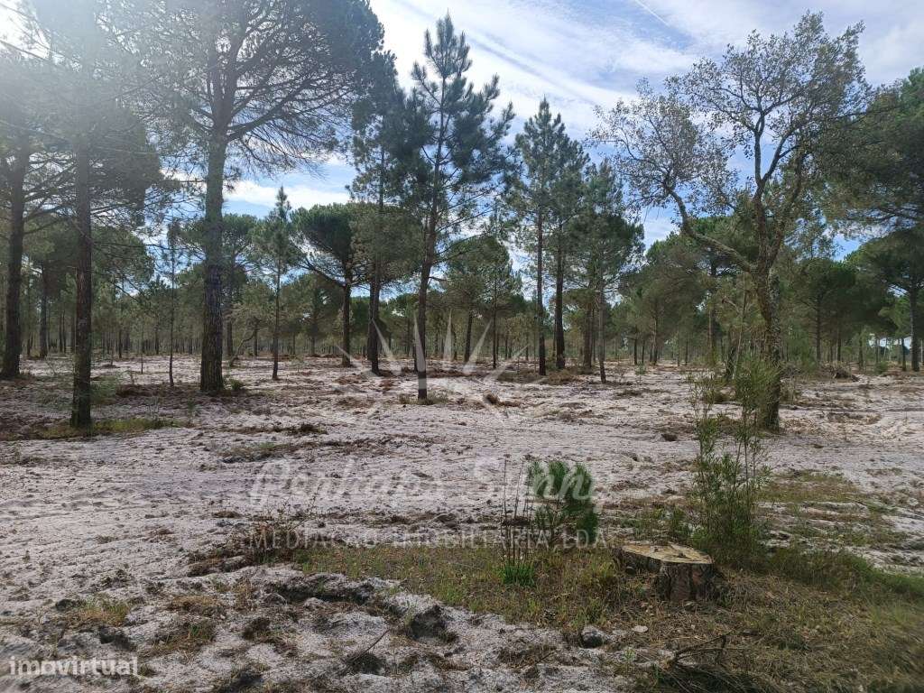 Herdade Bicas - Comporta-24