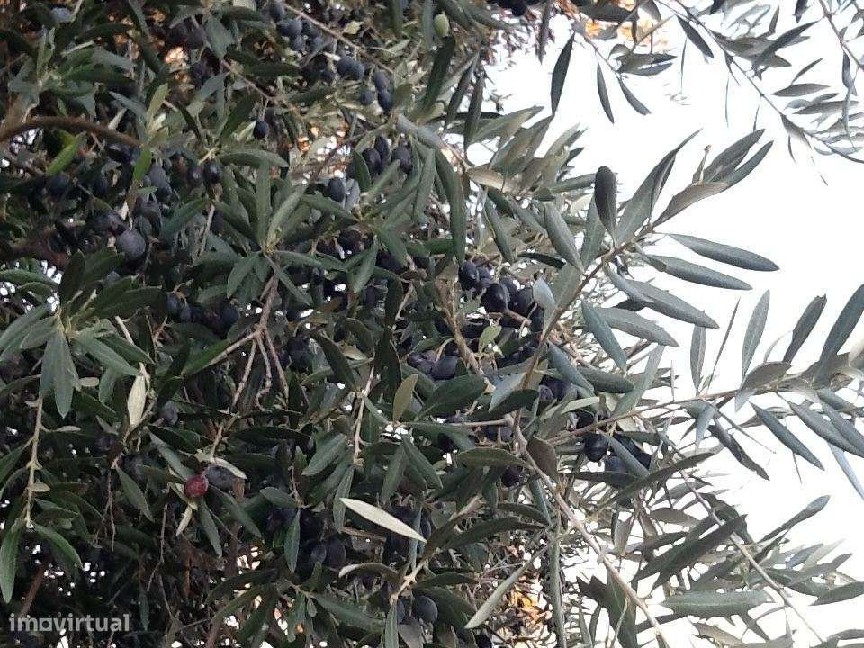 Herdade Mourão 80,44 ha banhada pelas águas do Alqueva-20