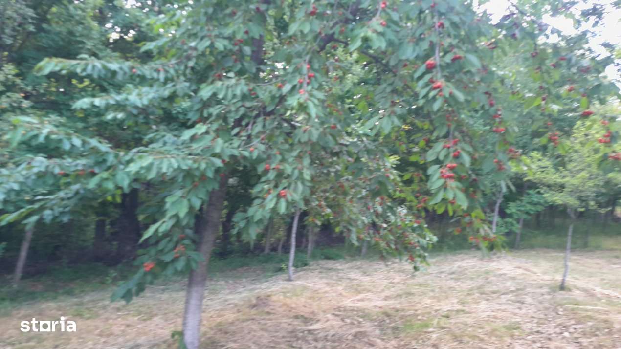 Teren extravilan de vanzare – Stanesti, 3.861 mp, livada de ciresi-1