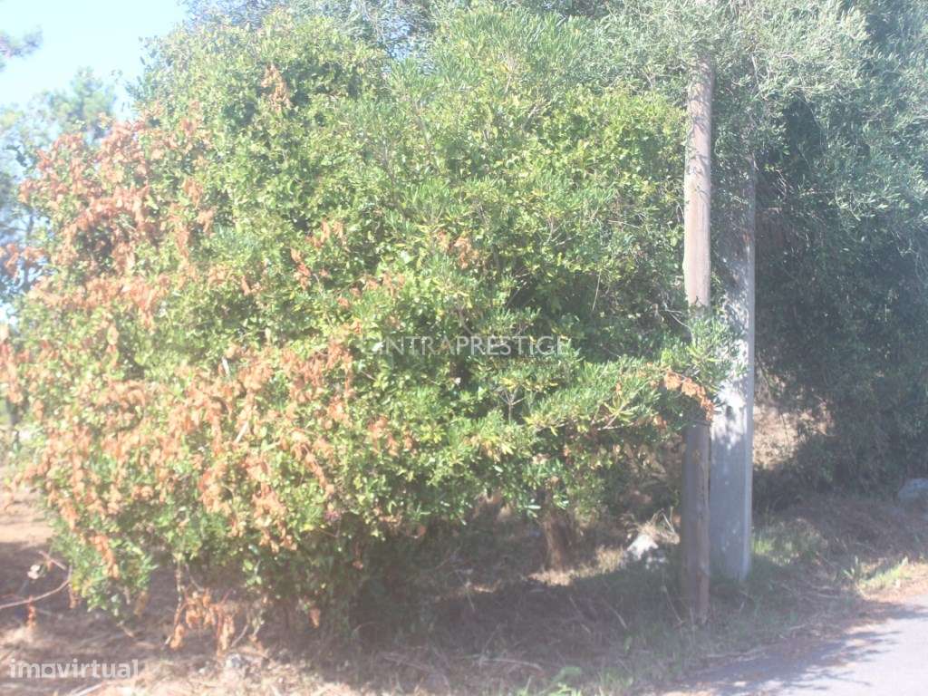 Terreno urbano com 1500m2 em Janas - Grande imagem: 4/9