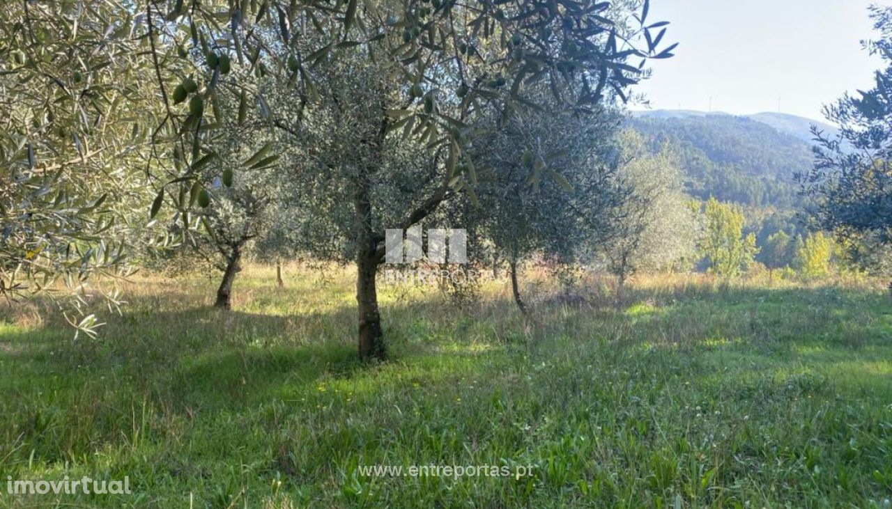 Venda Terreno, São Cristóvão de Nogueira, Cinfães