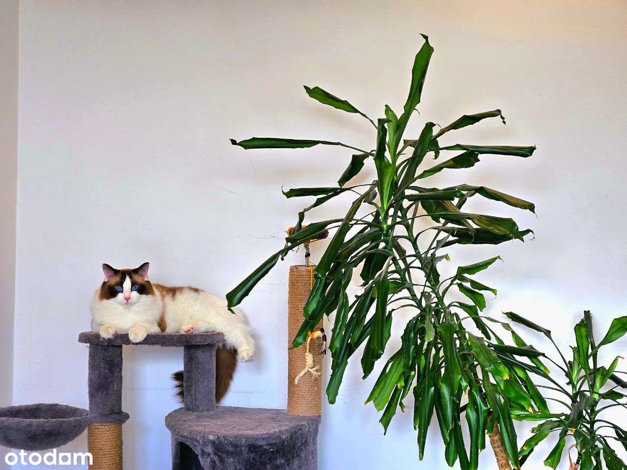 Inwestycyjnie 63m2 Kwiatkowskiego za zaporą , 3 pokoje - Pełny obrazek: 5/17