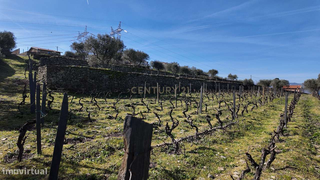 Quinta no Alto Douro Vinhateiro com Projeto Turístico Aprovado-30