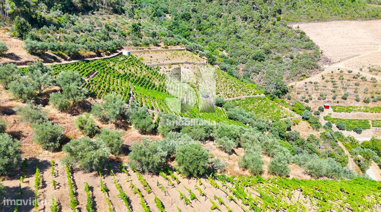 Terreno / vinha - Douro Vinhateiro - Grande imagem: 5/11