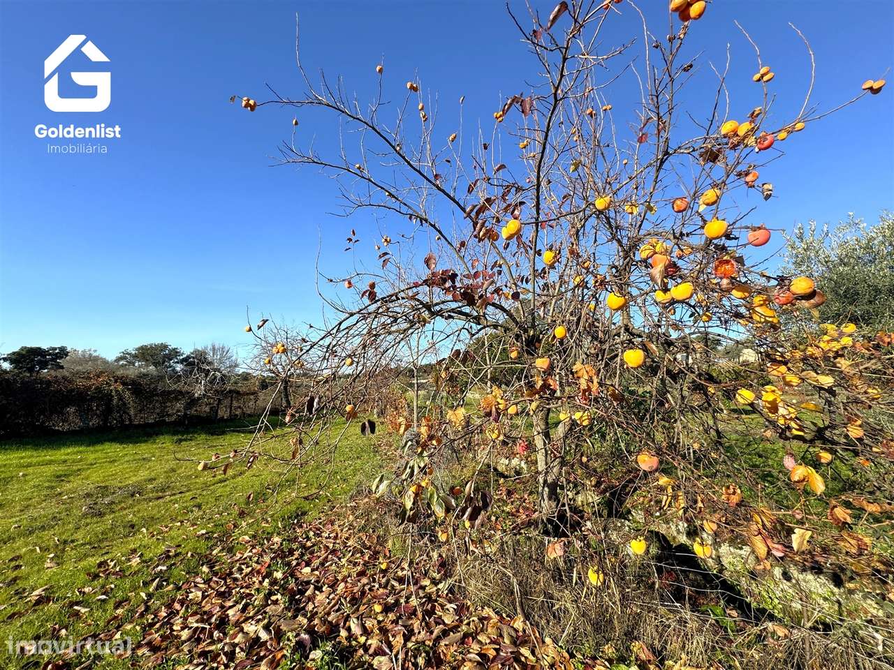 Quinta T3 Venda em Escalos de Cima e Lousa,Castelo Branco-52