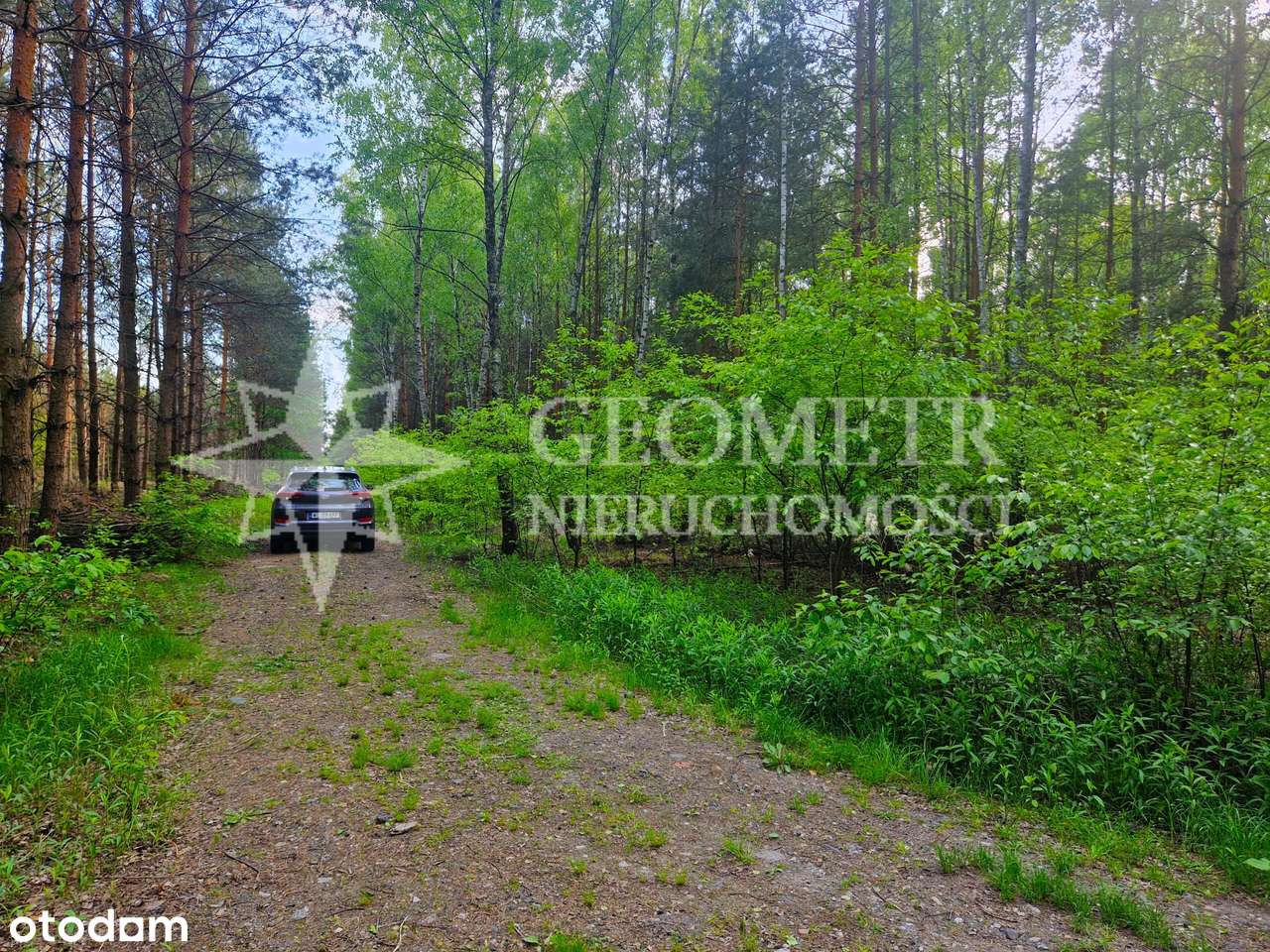 zaciszna z sosnami - ul. Paproci - Pełny obrazek: 4/6