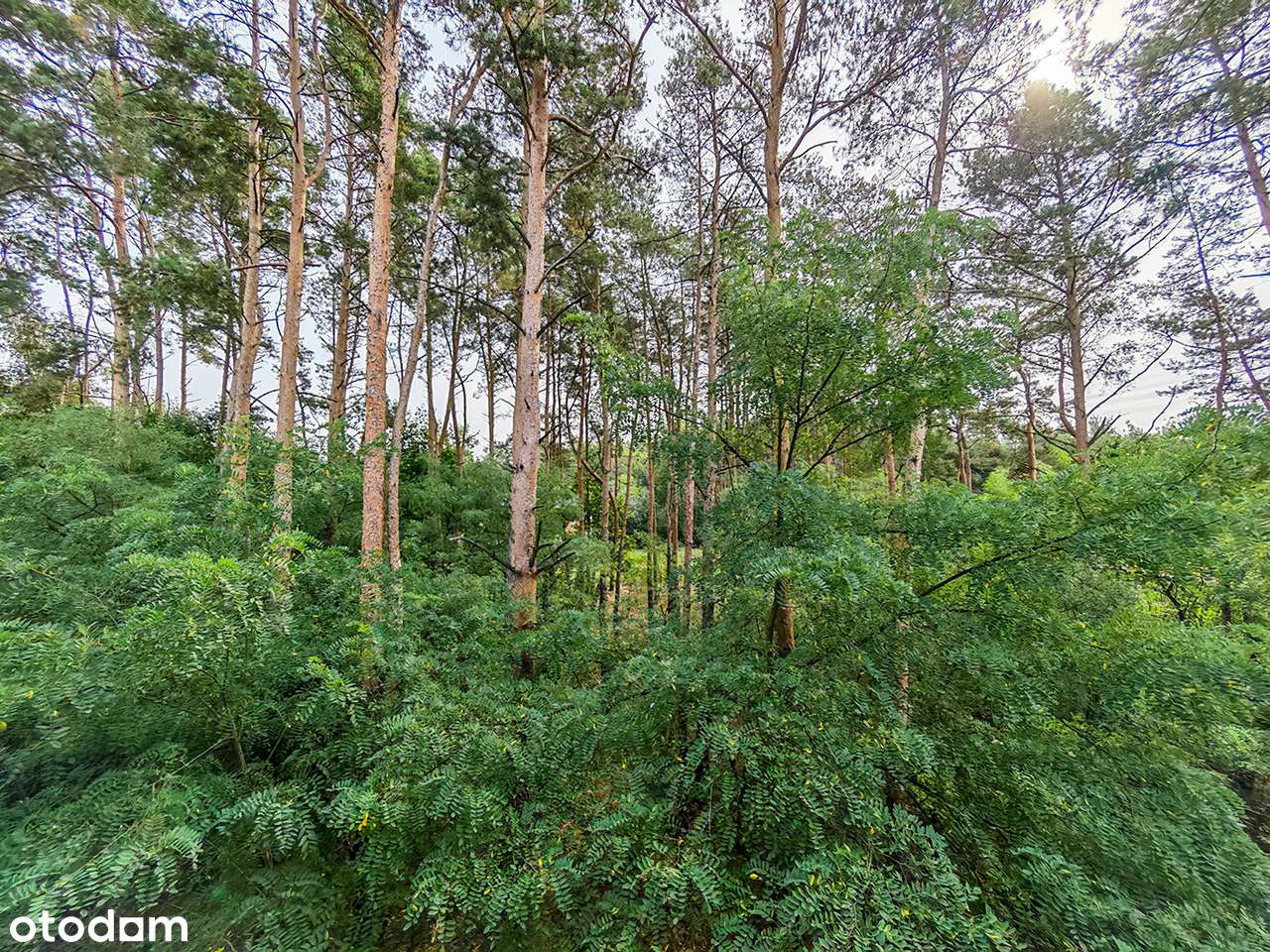 Ładnie wykończony z widokiem na las!-1