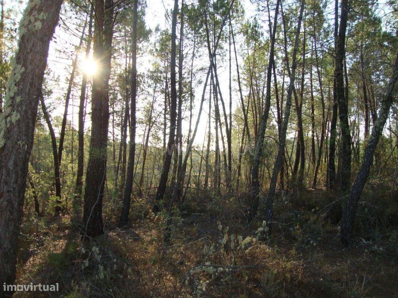 Terreno - Grande imagem: 5/5