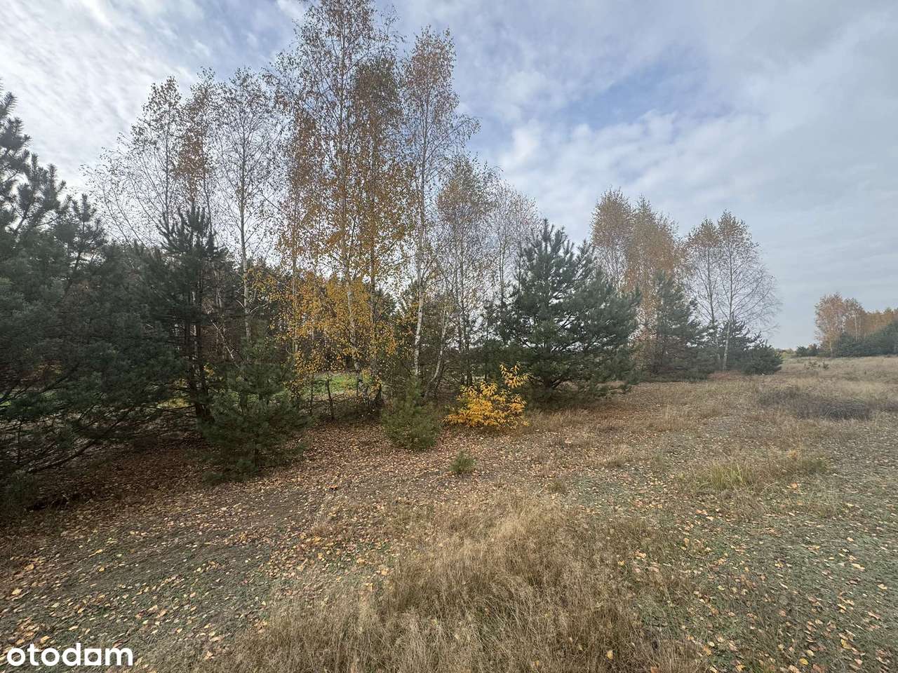 Bezpośrednio. Duża działka z Warunkami Zabudowy.-8